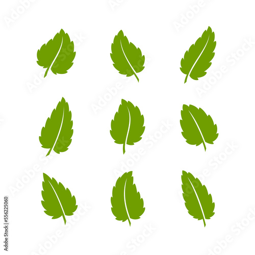 Set of green leaves. Leaves isolated on white background. Flat style. Vector illustration.  © Yulia