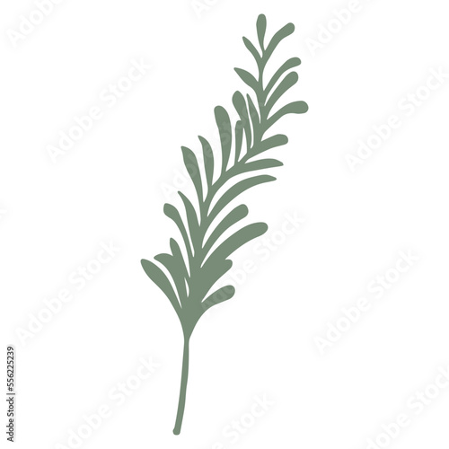 Rosemary