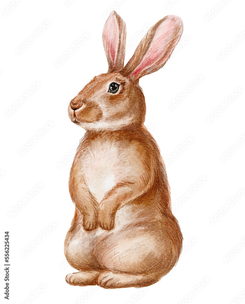Fototapeta premium Rabbit on transparent background. Cute animal illustration.