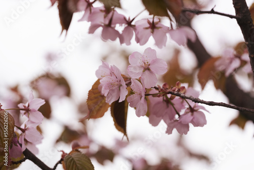 Closeup cherry blossom in a spring © GCapture
