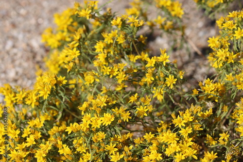 Yellow flowering terminal indeterminate racemose radiate head inflorescences of Pectis Papposa Variety Papposa, Asteraceae, native annual gynomonoecious herb in the Borrego Valley Desert, Autumn. photo