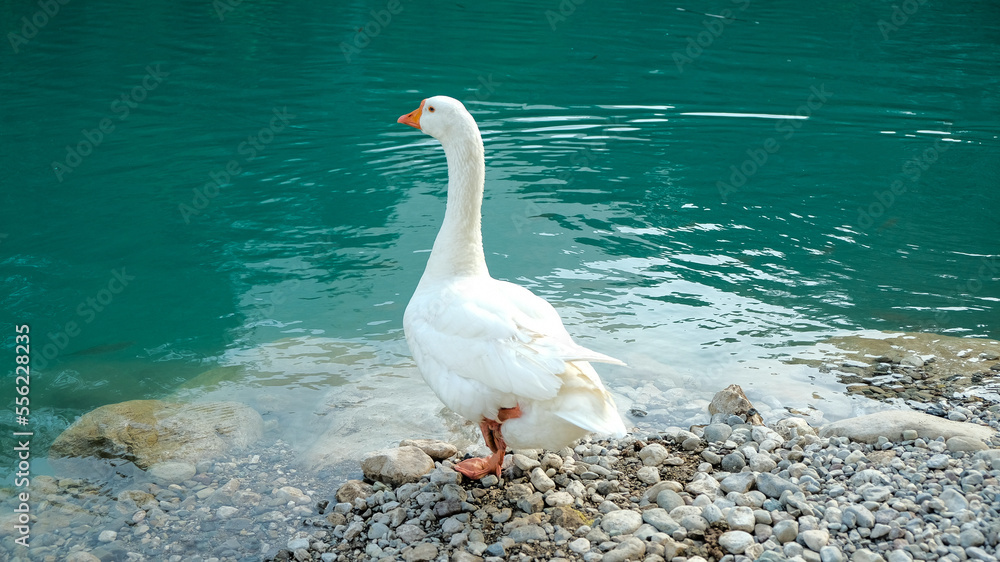 Obraz premium goose swims in mountain park white goose isolated on turquoise background