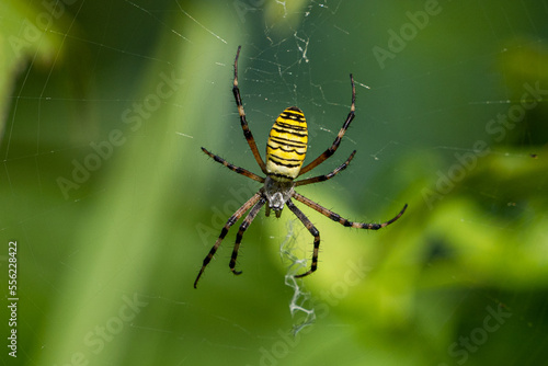 A yellow striped wasp spider sitting in its spider web outside in the garden waiting for prey 