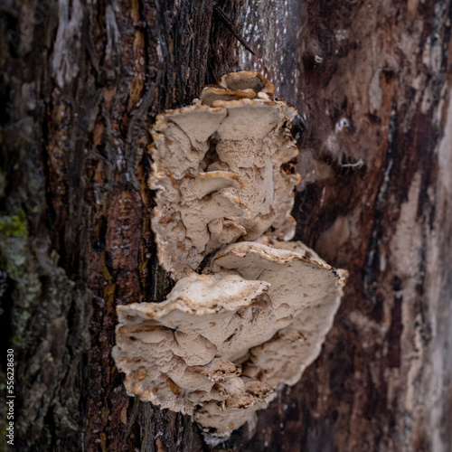 Mushroom Bjerkandera adusta or Bjerkandera fumosa on a willow tree trunk