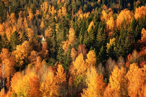 Golden autumn near Docksta in northern Sweden photo