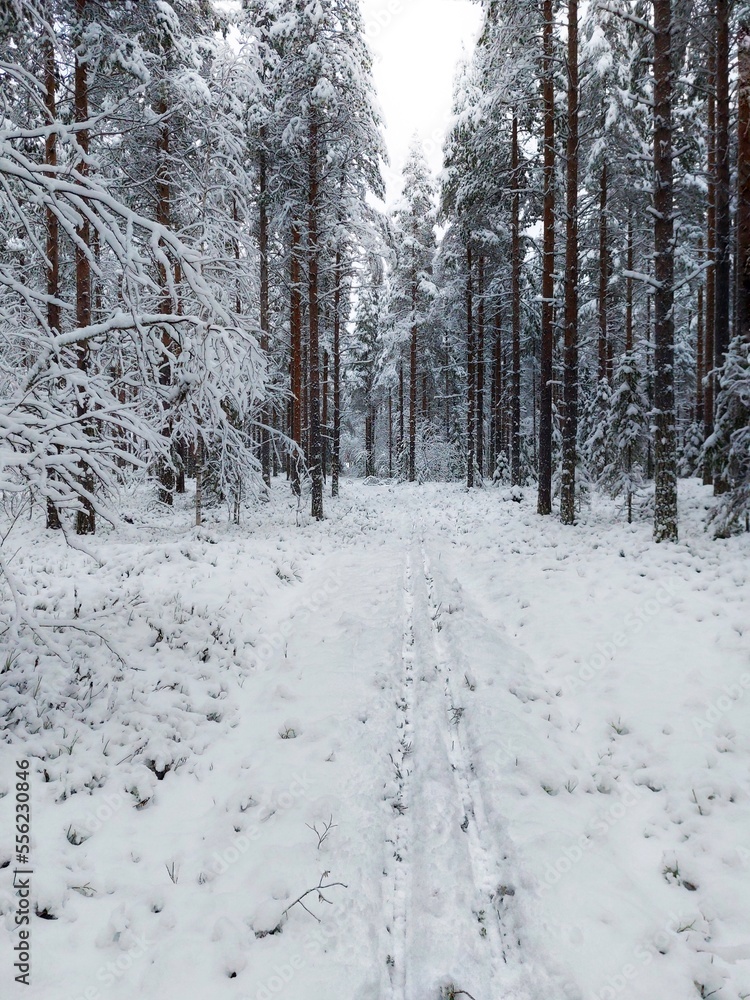 Dense pine forest with ski tracks in winterly northern Sweden Dense pine forest with ski tracks in winterly northern Sweden