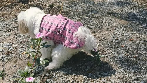 Cute white dog pooping in the park.