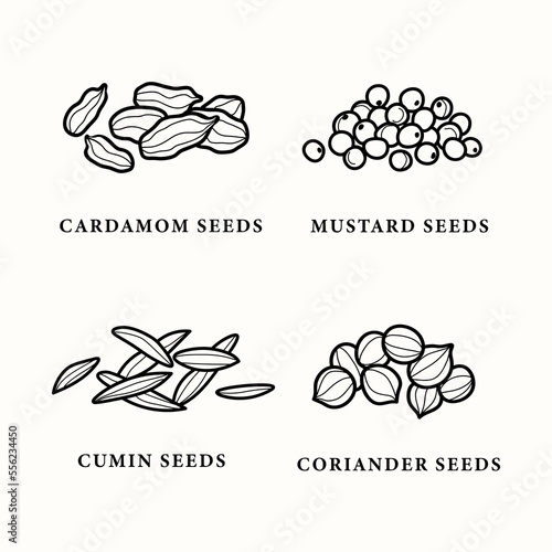 Line art cardamom, mustard, cumin, coriander seeds