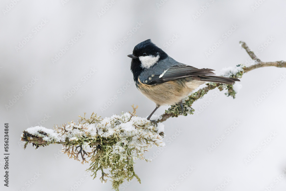 Naklejka premium Coal tit