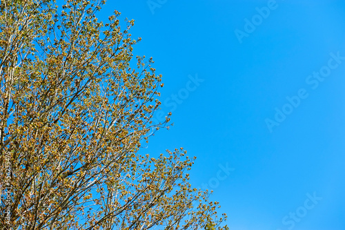 Autumn trees foliage with the blue skies at the background