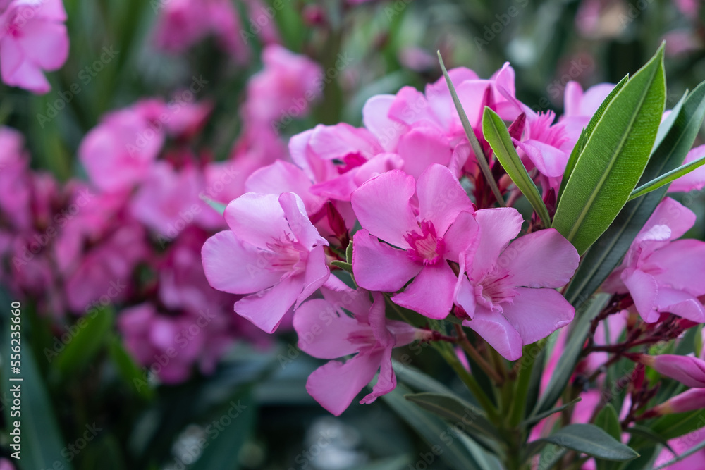 Naklejka premium Close up view pink oleander or Nerium flower blossoming on tree. Beautiful colorful floral background Antalya ,Turkey