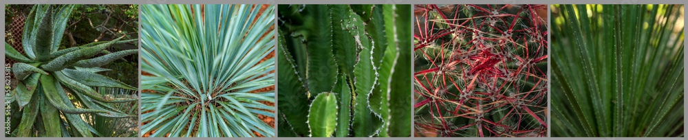 Cacti and succulents in the park. Close-up. Set, collage. Panorama format. Cacti and succulents in the park. Close-up. Set, collage. Panorama format.