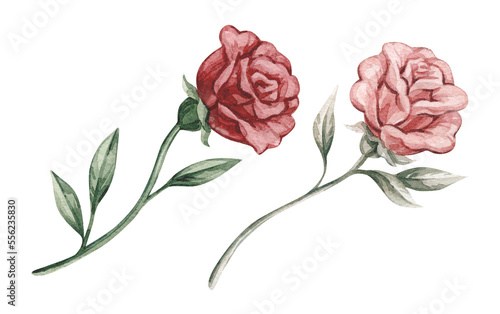 Watercolor vintage illustrations with red and pink roses, green leaves. Isolated on white background.