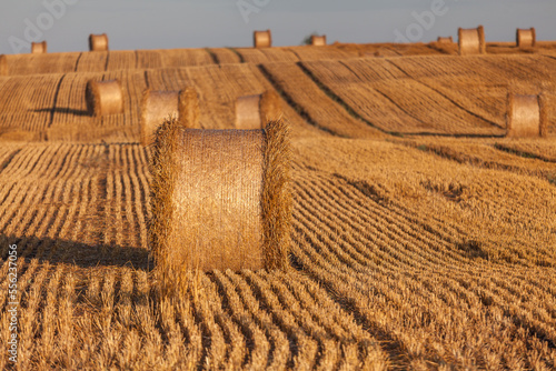 Fototapeta Naklejka Na Ścianę i Meble -  View of the Masurian fields.