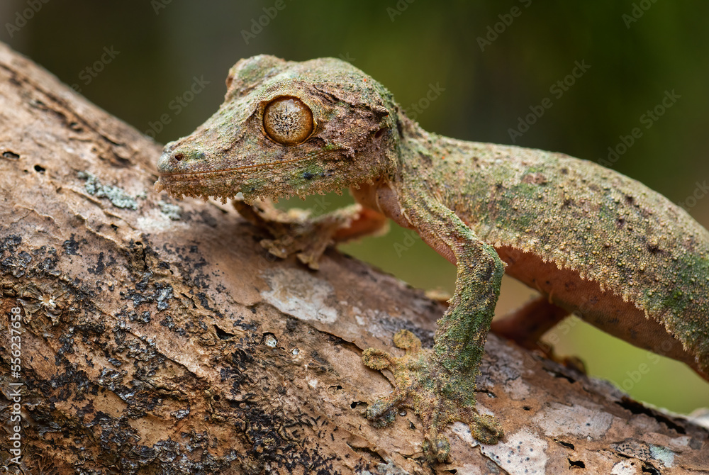 Southern Leaf-tail Gecko - Uroplatus sikorae, rain forest, Madagascar. Rare well masked gecko hidden on the tree in forest. Mimicry. Camouflage. Southern Leaf-tail Gecko - Uroplatus sikorae, rain forest, Madagascar. Rare well masked gecko hidden on the tree in forest. Mimicry. Camouflage.