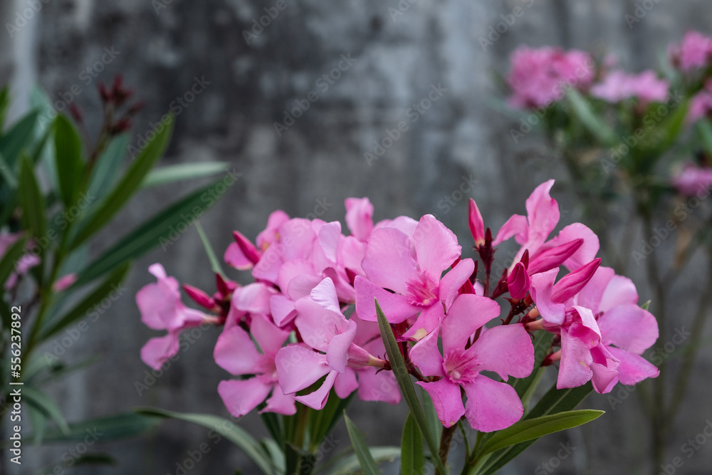 Close up view pink oleander or Nerium flower blossoming on tree. Beautiful colorful floral background Close up view pink oleander or Nerium flower blossoming on tree. Beautiful colorful floral background