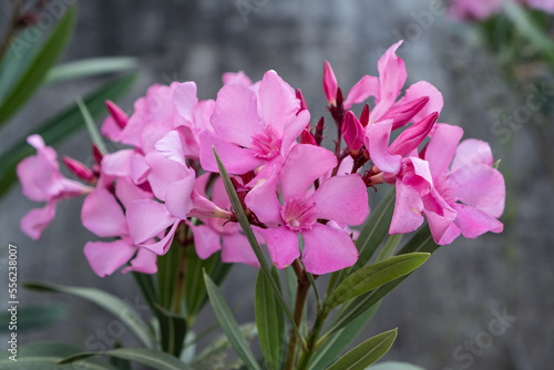 Close up view pink oleander or Nerium flower blossoming on tree. Beautiful colorful floral background