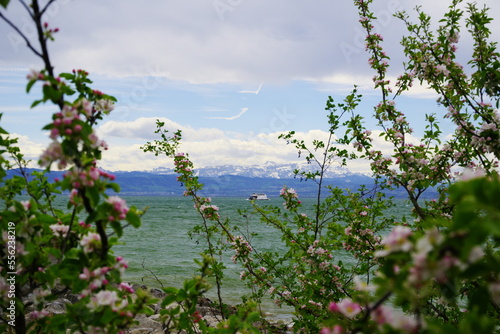 Fototapeta Naklejka Na Ścianę i Meble -  Blick durch Baumblüten auf einen See mit Schneeberge im Hintergrund