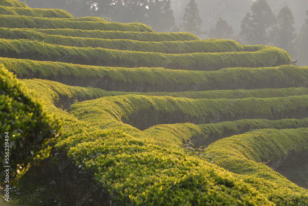 boseong green tea field