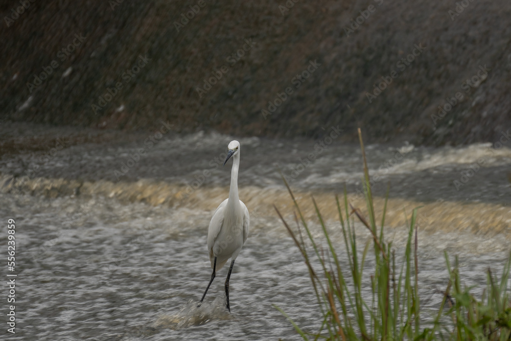 Fototapeta premium ardea alba/ white heron portrait africa kenya
