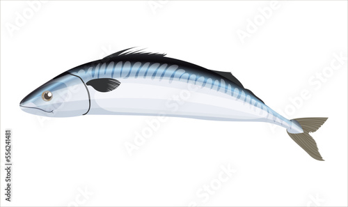 Realistic herring oily fish isolated on a white background. Fresh seafood ingredient image for restaurant menu. Atlantic Ocean sardine. Catches Pacific fish for cooking dishes. Vector illustration