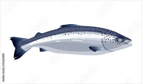 Realistic salmon oily fish isolated on a white background. Fresh seafood ingredient image for restaurant menu. Atlantic Ocean fish with red meat. Wild life pacific fish ingredient. Vector illustration