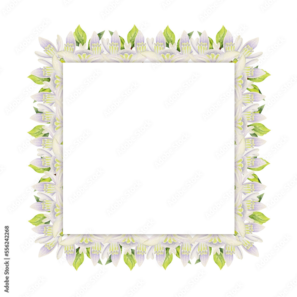 Watercolor hand drawn square frame with spring flowers, snowdrops, green fresh leaves. Isolated on white background. Design for invitations, wedding, greeting cards, wallpaper, print, textile.