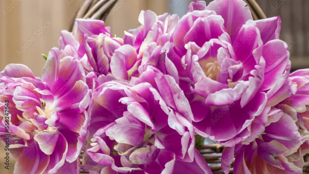 A bouquet of pink tulips blooms in a basket. Time lapse, bouquet of spring flowers tulips, opening, close-up. Festive bouquet. A bouquet of pink tulips blooms in a basket. Time lapse, bouquet of spring flowers tulips, opening, close-up. Festive bouquet.