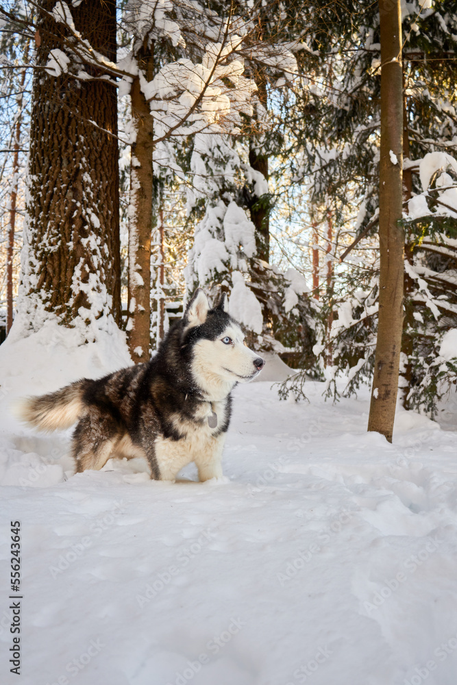 Naklejka premium Husky dog in winter snowy sunny forest. Winter snowy landscape. Outdoor fun with pet.