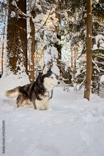 Husky dog in winter snowy sunny forest. Winter snowy landscape. Outdoor fun with pet. © Konstantin