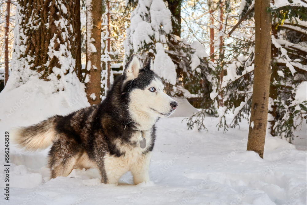 Husky dog in winter snowy sunny forest. Winter outdoor fun with siberian husky.