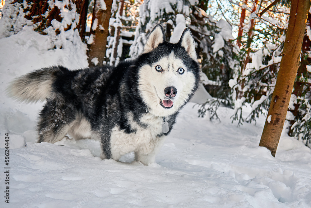 Husky dog portrait in winter snowy sunny forest. Outdoor fun with pet.