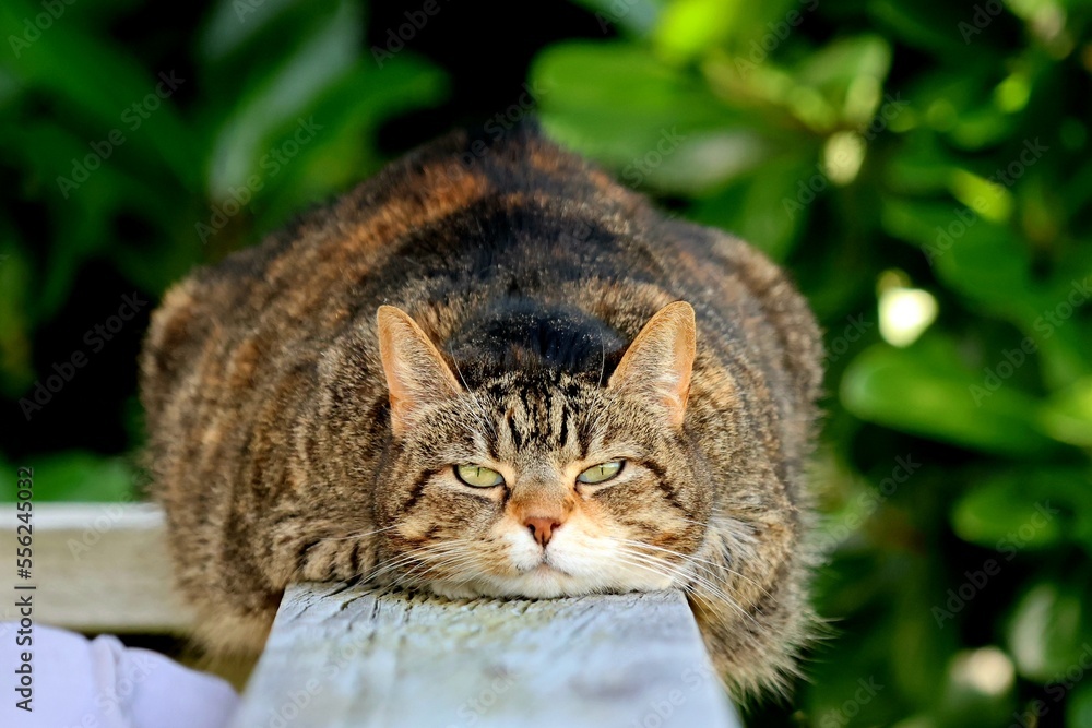 Fat tabby cat staring at the camera