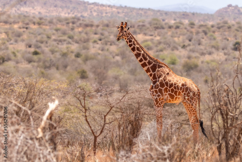 A male reticulated giraffe (Giraffa camelopardalis reticulata), laikipia, Kenya.