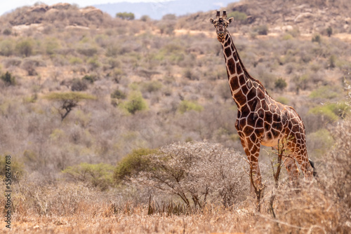 A male reticulated giraffe  Giraffa camelopardalis reticulata  looking at the camera  laikipia  Kenya.