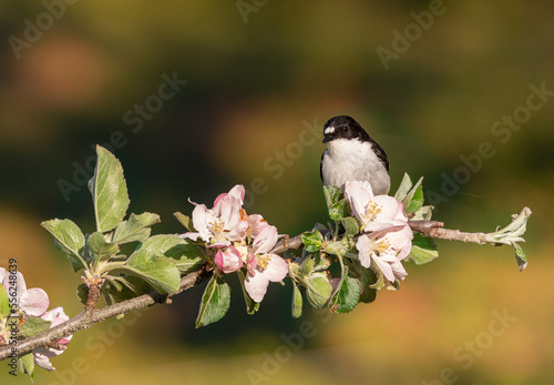 papamoscas cerrojillo- ficedula hypoleuca photo