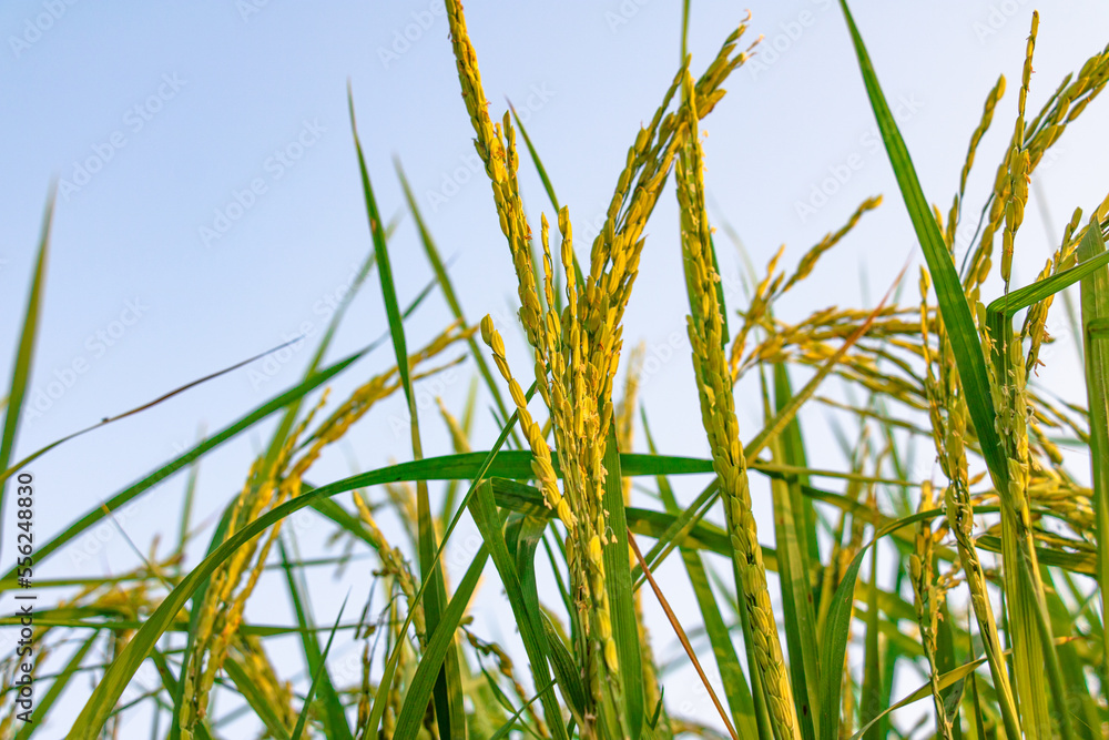 Fototapeta premium young green rice seeds closeup
