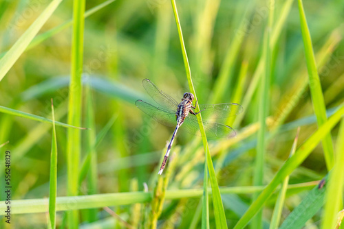 dragonfly on a green leaf closeup