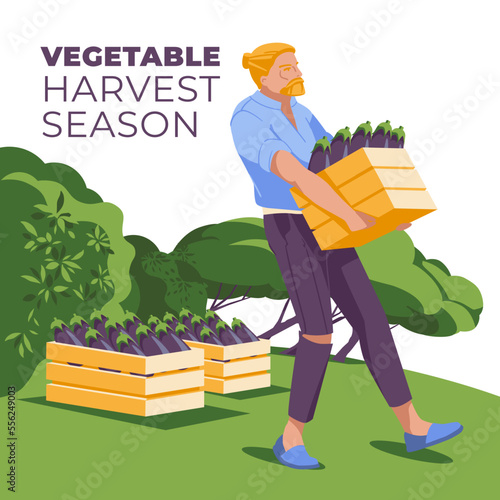 The man carries a wooden box with eggplant. The concept of life and agriculture. Flat vector illustration
