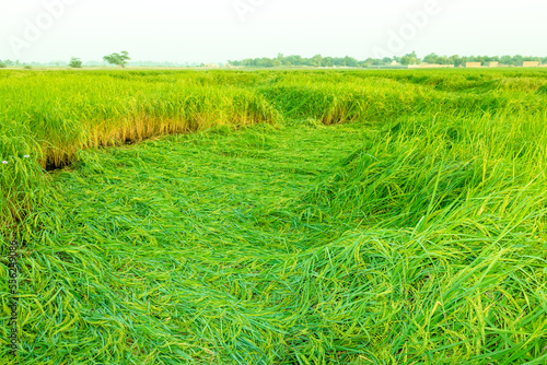 downed rice fields because of wind