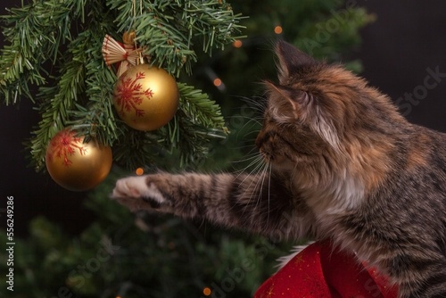 cat with christmas tree photo