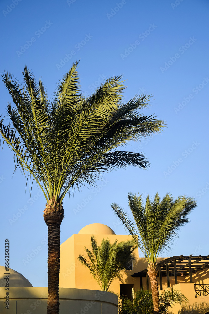 Roof with domes of arabic building and palm trees on hot sunny day against clear sky. Egyptian house exterior. Copy space. Vertical photo. Selective focus. Roof with domes of arabic building and palm trees on hot sunny day against clear sky. Egyptian house exterior. Copy space. Vertical photo. Selective focus.