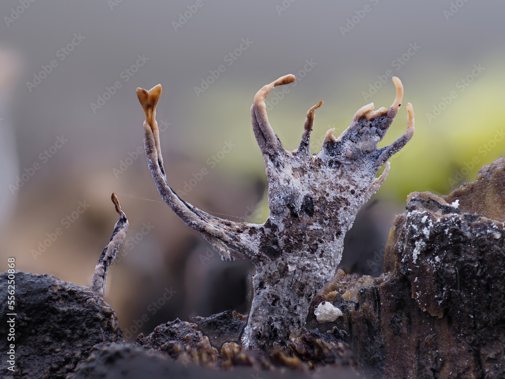 Fototapeta premium Vielgestaltige Holzkeule (Xylaria polymorpha)
