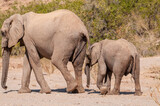 Closeup of two African Desert Elephant - Loxodonta Africana- wandering in the desert in North Western Namibia.