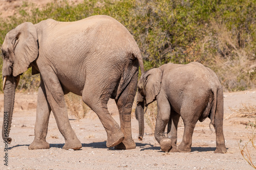 Closeup of two African Desert Elephant - Loxodonta Africana- wandering in the desert in North Western Namibia.