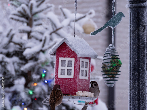 birds feeding in a Christmas time photo