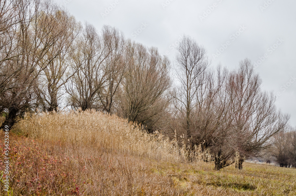 A panoramic view of the shores of the lake covered with autumn grass.