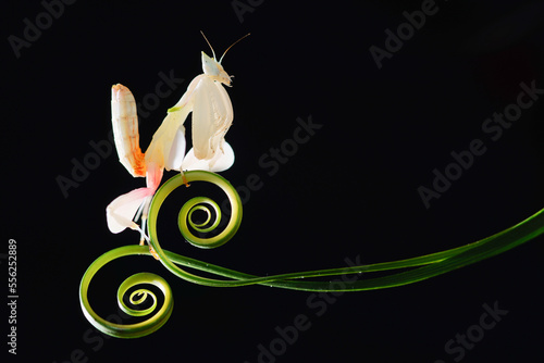 Orchid mantis on circular leaves