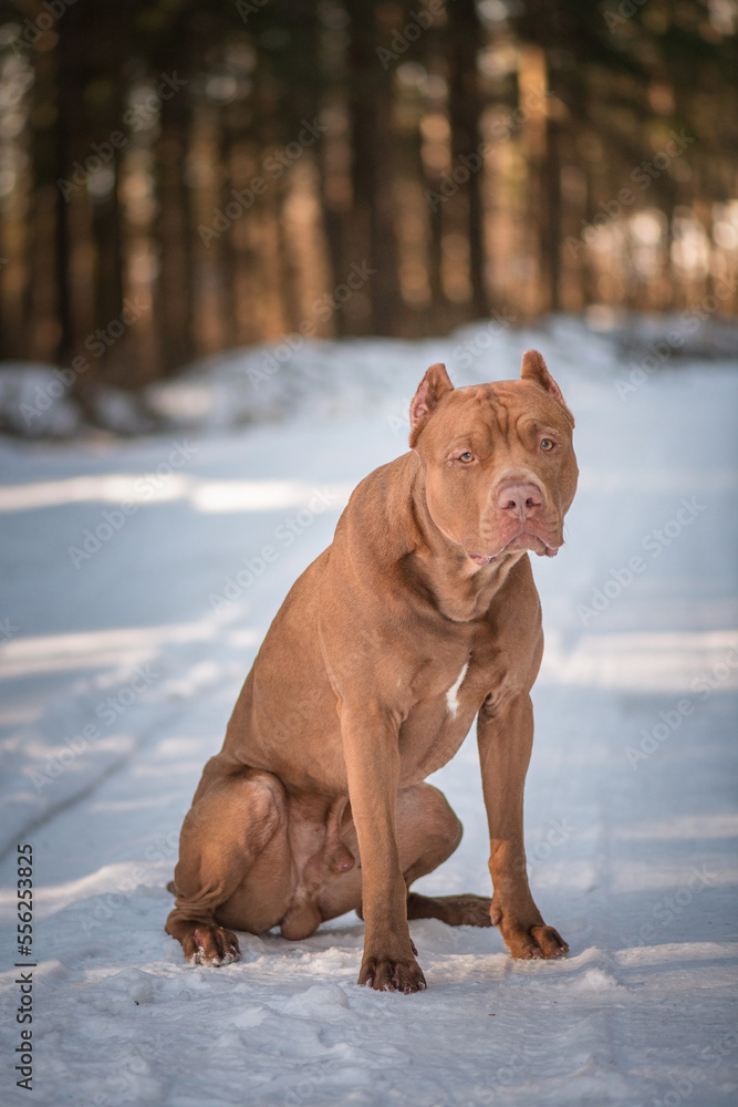 Portrait of a young beautiful thoroughbred American Pit Bull Terrier in the winter forest. Portrait of a young beautiful thoroughbred American Pit Bull Terrier in the winter forest.