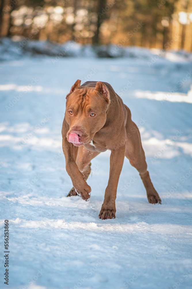Portrait of a young beautiful thoroughbred American Pit Bull Terrier in the winter forest. Portrait of a young beautiful thoroughbred American Pit Bull Terrier in the winter forest.